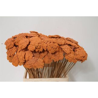 Freshy Achillea Gedroogd Frosted Salmon