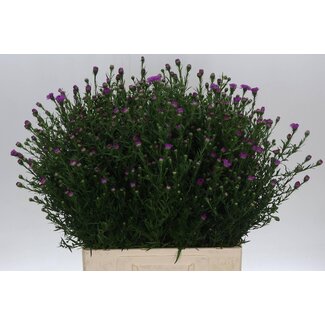 Freshy Aster Primavera Bio