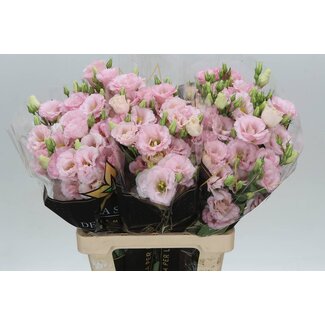Freshy Eustoma G Corelli Light Pink