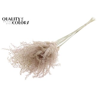QC Dried Miscanthus Plumes | Colour: Natural | Miscanthus Dried Flowers | Length ± 70 centimetres | 10 plumes per bunch | Per bunch