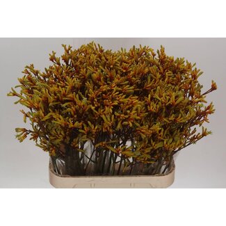 Freshy Anigozanthos Gold Fever