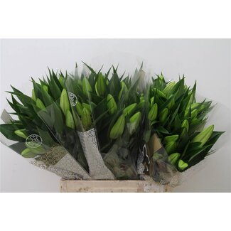 Freshy Lelie Oriental Aqua White Passion