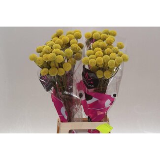 Freshy Craspedia Paint Pop