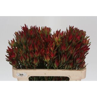 Freshy Leucadendron Sal Blush Vertakt