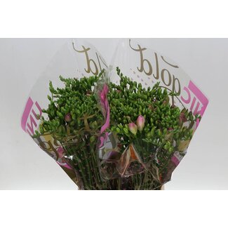 Freshy Freesia dubbel Rosario