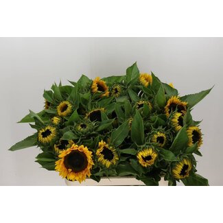Freshy Helianthus Sunrich Orange Overtoom