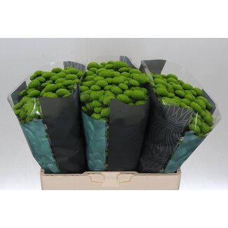 Freshy Chrysant santini Peptalk