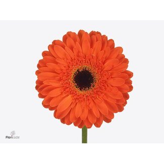 Freshy Gerbera * 65 Cm Bonanza X10