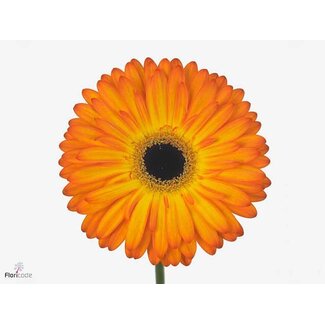 Freshy Gerbera * 65 Cm Catwalk X10