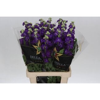 Freshy Matth. Iron Purple 70cm