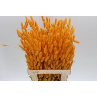 Freshy Lagurus Apricot (p. bos)