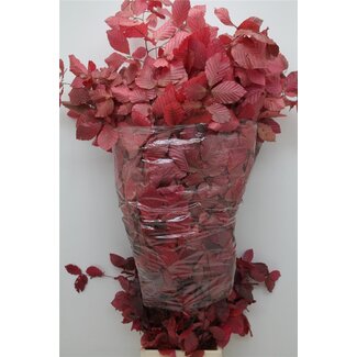 Freshy Beuk Pres Cerise (p. bos)