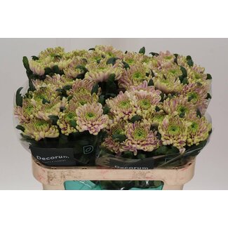 Freshy Chrysant deco Ross Charlotte
