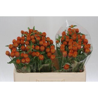 Freshy Gomphrena Haageana Oranje