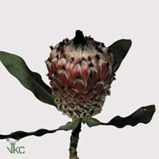 Freshy Protea Magnifica