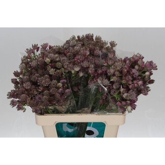 Freshy Astrantia Star Of Africa
