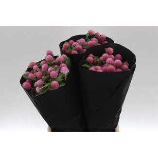 Freshy Gomphrena Gl Ros