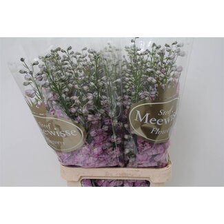 Freshy Delphinium El Dewi Hercules
