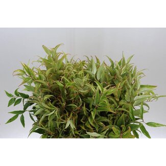Freshy Leucothoe