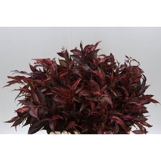 Freshy Leucothoe Abs Red