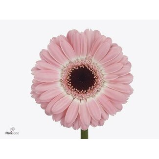 Freshy Germini * 65 Cm Dixon x20