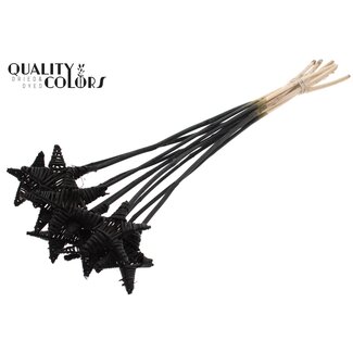 QC Rattan Lata Star on a stick | Colour: Black | Flat pick | Length ± 50 centimetres | Per 10 picks