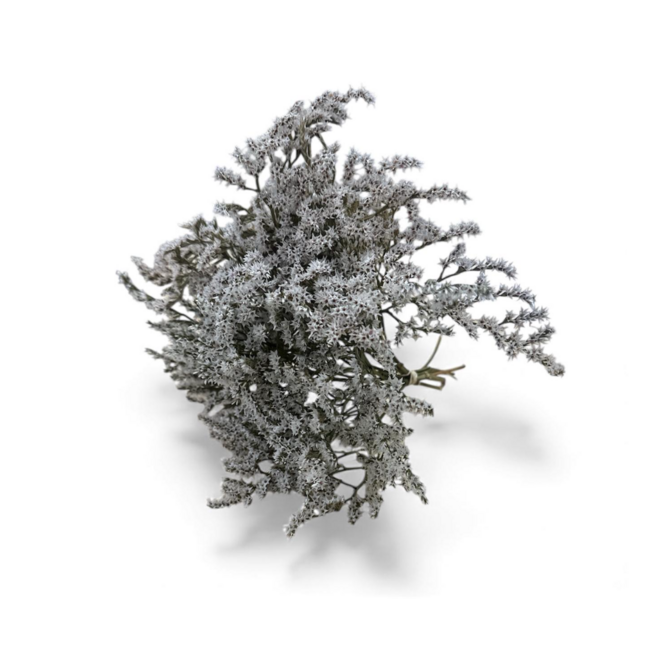 Dried Limonium Tataricum | Colour: Natural White | Limonium Dried Flowers | Length ± 25 centimetres | Weight 30 grams | Per bunch