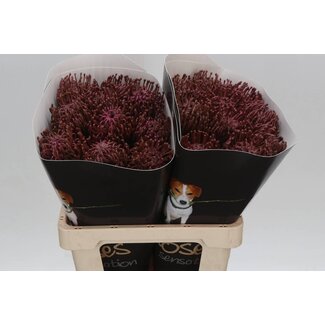 Freshy Nutans Wax Classic Pink