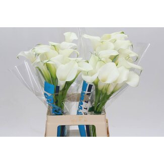 Freshy Zantedeschia Capt Ventura