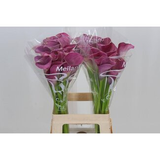 Freshy Zantedeschia Capt Romance