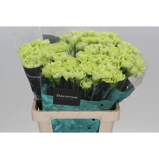 Freshy Anjer Hollands Celtic Green