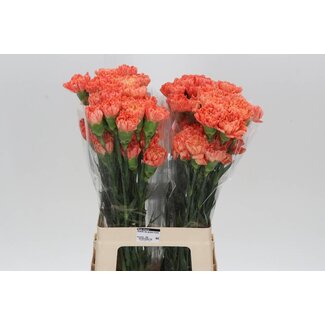 Freshy Anjer Lang Hermes Orange