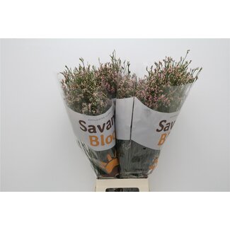 Freshy Limonium Sin Blush Diamond