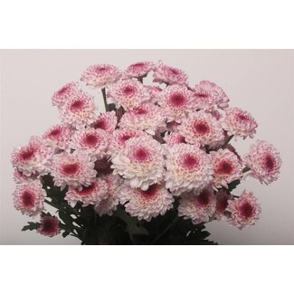 Freshy Chrysant T Abby
