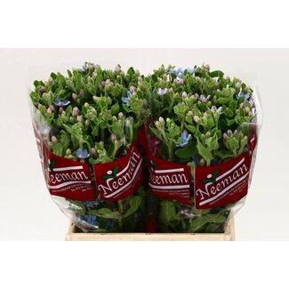 Freshy Oxypetalum Co Tanacetum Pure Blue