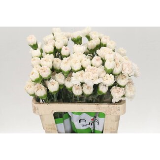 Freshy Anjer Funza Kort Moon Golem 50cm