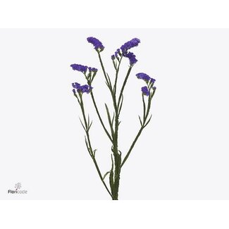 Freshy Limonium S Dino Violet