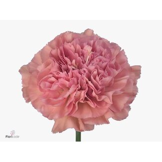 Freshy Di Stfunza Lang Lege Pink 60cm
