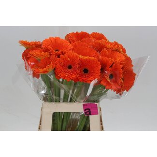 Freshy Gerbera * 65 Cm Bonanza X10