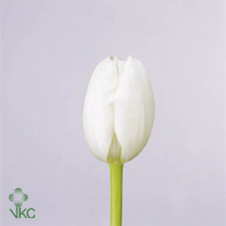 Freshy Tulp enkel Royal Virgin