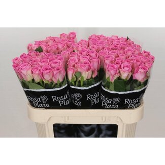 Freshy Rosa Aqua