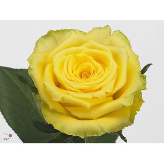 Freshy Rosa Good Times