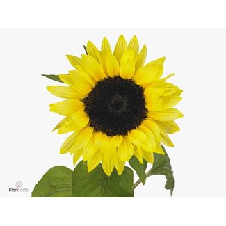 Freshy Helianthus Sunrich Limoncello