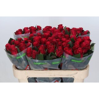 Freshy Rosa Tacazzi
