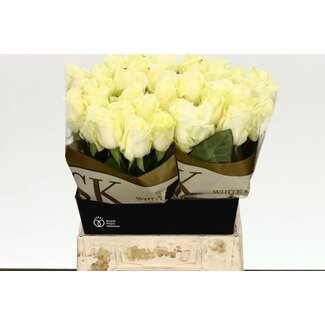Freshy Rosa Avalanche Koene White