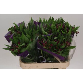 Freshy Alstroemeria Kamala