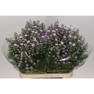 Freshy Aster Claudia