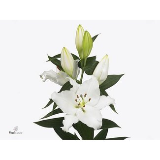 Freshy Lelie Oriental Aqua White Passion