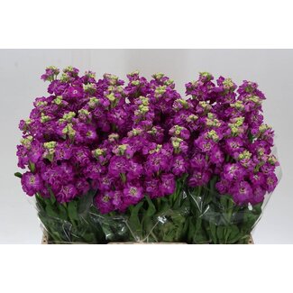 Freshy Violier Stox Deep Rose
