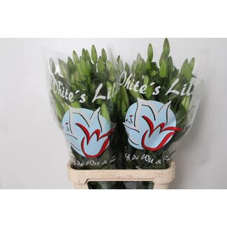 Freshy Lelie Oriental Aqua Zambesi
